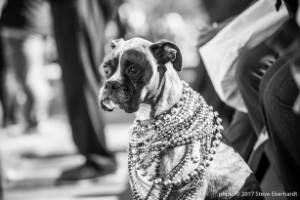 Dog wearing beads