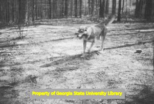 King, the Lennox family dog, Atlanta, Georgia, circa late 1930s or early 1940s