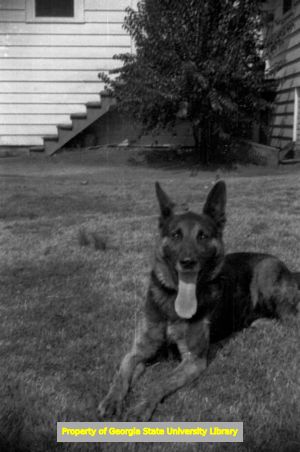 King, the Lennox family dog, Atlanta, Georgia, circa late 1930s or early 1940s