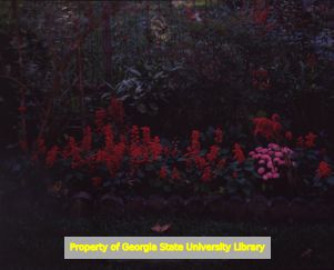 Salvia and Chrysanthemums, photograph taken by Ernest G. Welch, Atlanta, Georgia, October 1994.