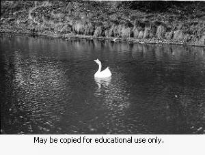 White duck at a pond March 15, 1970.