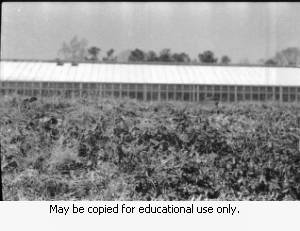 Building, Georgia, 1974.