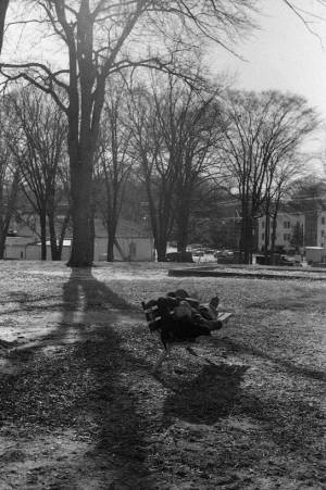 Man resting on a bench at Piedmont Park, 1970