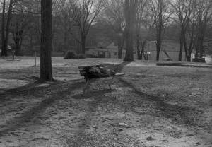 Man resting on a bench at Piedmont Park, 1970