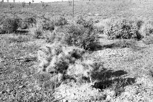 Cacti in the Badlands, 1969