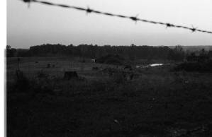 Cows grazing in a field, 1969