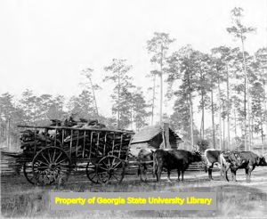 A Piney Woods Four in Hand
