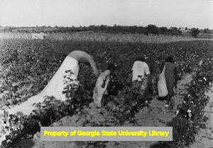 African American laborers picking cotton