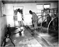 Convicts cleaning barn