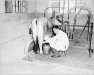 University of Georgia student milking a cow, Athens, Georgia, 1946.