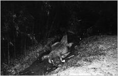 Large alligator at the Grant Park Zoo, Atlanta, Georgia, May 1937
