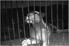 Lion at the Grant Park Zoo, Atlanta, Georgia, May 1937