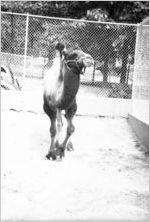 Bactrian camel at the Grant Park Zoo, Atlanta, Georgia, May 1937