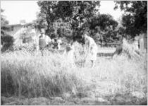 People in a field, Georgia, 1930s