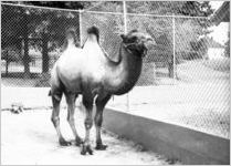 Bactrian camel at the Grant Park Zoo, Atlanta, Georgia, May 1937