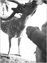 Fallow buck at the Grant Park Zoo, Atlanta, Georgia, May 1937