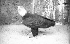 Bird of prey at the Grant Park Zoo, Atlanta, Georgia, May 1937