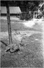 Dog resting in the grass, next to a squirrel on a tree, Georgia, 1930s