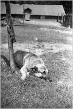 German shepherd resting in the grass, next to a squirrel on a tree, Georgia, 1930s