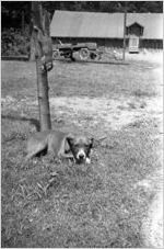 Dog resting in the grass, next to a squirrel on a tree, Georgia, 1930s