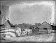 Horse in a barnyard, 1926
