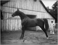 Horse in a barnyard, Georgia, 1926