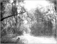 Live oaks, Georgia, 1926.