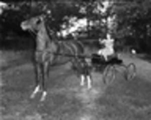 Woman on horse drawn carriage during a War Community Fund drive, 1945