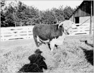 Bull