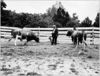 Cows grazing at the Brownlee and Lively Dairy, Briarcliff Road, Atlanta, Georgia, June 4, 1948