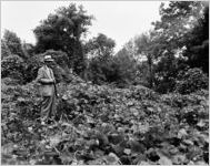 Peachtree Road; #1627 [?], kudzu