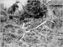 Victory garden (?). Mother and young child in cottage garden. Unidentified damaged (channeled) negative; 1940s?