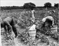 South Carolina Scene (picking cotton)