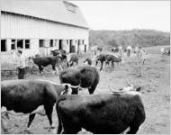 University of Georgia scene, 1946