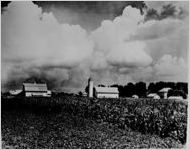 Farm scene