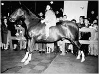 Metro-Goldwyn-Mayer promotion for Gallant Bess