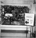 Yves Saint Laurent window display at Regenstein's department store