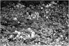 Flowerbed with pansies, Georgia, 1930s or 1940s