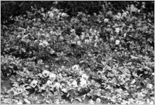 Flowerbed with pansies, Georgia, 1930s or 1940s