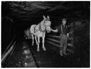 Mule hauling load car to make a trip up in mine, circa 1910s