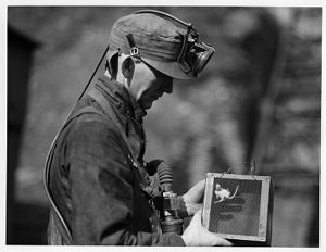 Japanese waltzing mouse used to detect presence of carbon monoxide in mines, 1929