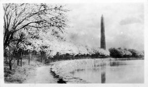 Washington Monument and Cherry Blossom Trees, circa 1920s