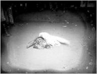 Cockfighting (image 9 of 9)
