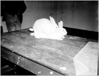 Rabbits