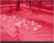 Grant Park Zoo, 1966
