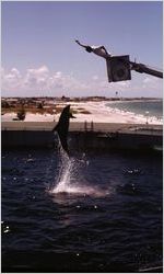 Aquatic exhibition, St. Petersburg, Florida