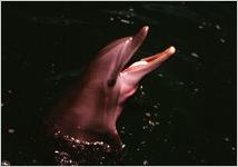 Aquatic exhibition, St. Petersburg, Florida