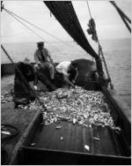 Shrimp trawling off of the coast of Savannah, Georgia, 1944