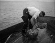 Shrimp trawling off of the coast of Savannah, Georgia, 1944