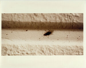 Atlanta Housing Authority Project, Techwood Homes Apartments Overrun with Pests, October 28, 1993